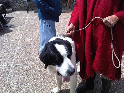 perro nevado