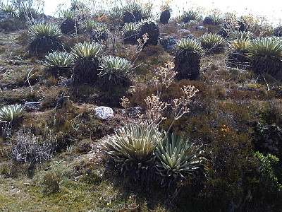 frailejones merida