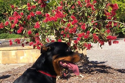 פאזל של Sayphyr et les fleurs