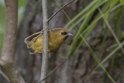 פאזל של Stachyridopsis pyrrthops