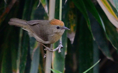 Stachyridopsis ambigua