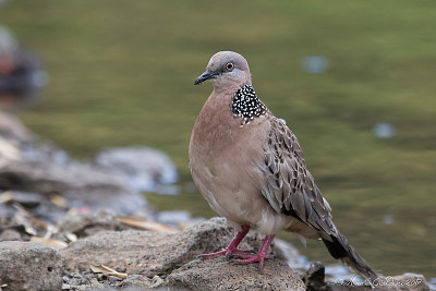 פאזל של Tortora macchiata