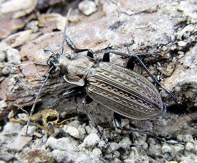 פאזל של Carabus granulatus