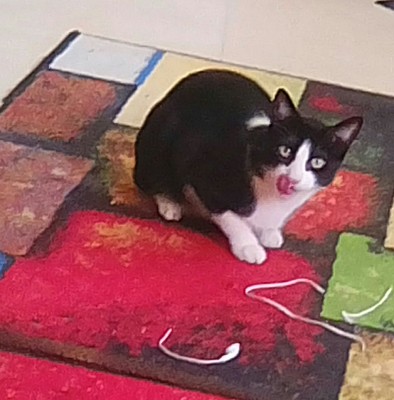 Gato alfombra