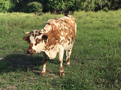 פאזל של Vaca