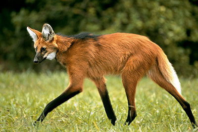 פאזל של lobo guarÃ¡