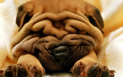 Sharpei jigsaw puzzle