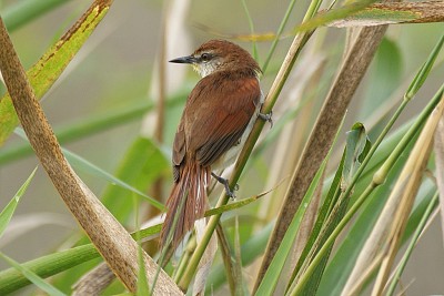 Certhiaxis cinnamomeus jigsaw puzzle