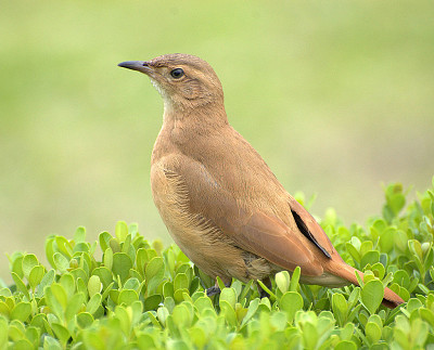 פאזל של Furnarius rufus