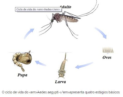 פאזל של Aedes Aegypti