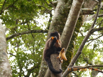 Macaco comendo banana