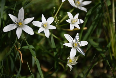 פאזל של fiori