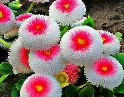 פאזל של Flores blanco y rosado