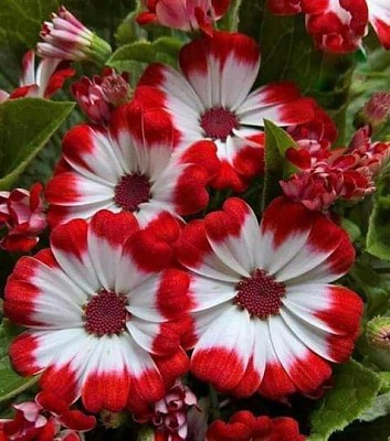 Flores blanco y rojo