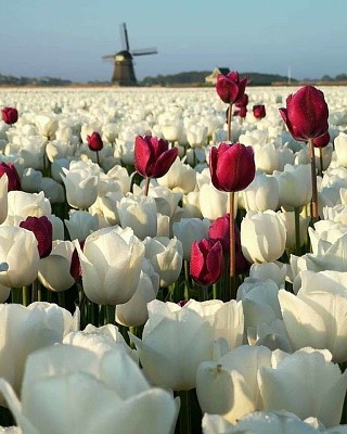 tulipanes blancos y rojos