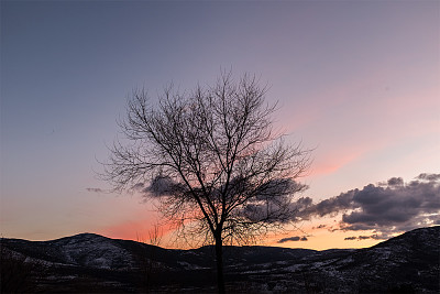 The lonely tree jigsaw puzzle