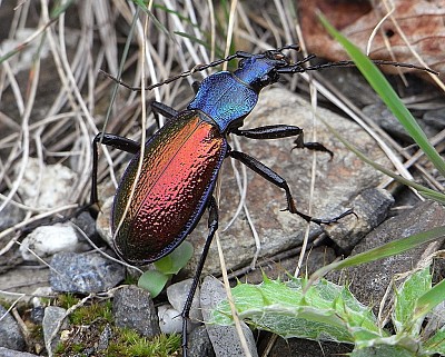 Carabus hispanus jigsaw puzzle