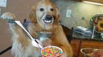 the dog that eats cereal with a spoon