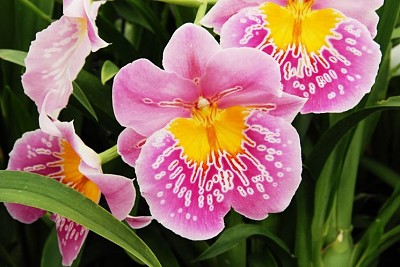 miltonia