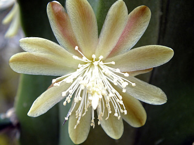 mirtillocactus