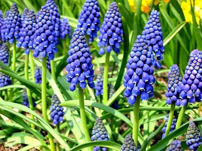 muscari