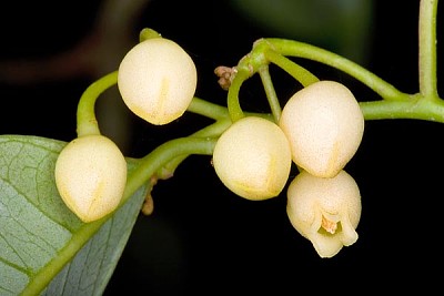 פאזל של myristica fragrans