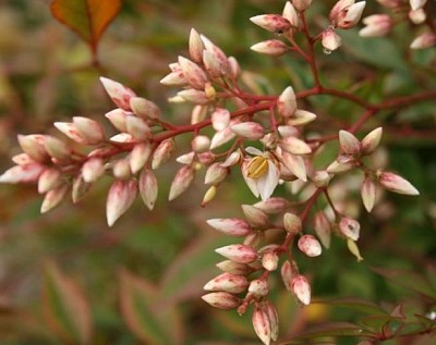 nandina jigsaw puzzle