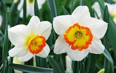 narciso