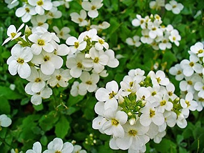 nasturtium officinalis