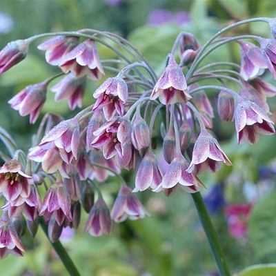 פאזל של nectaroscordum siculum