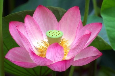 nelumbo jigsaw puzzle