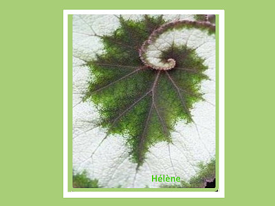 Feuilles en forme escargot jigsaw puzzle