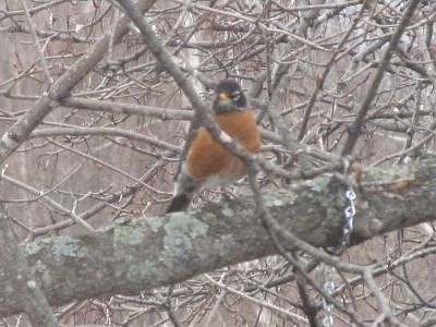 Hello robin red-breast!