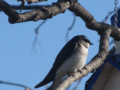 Field swallow