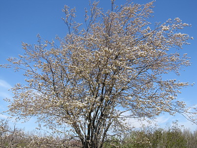 Spring when trees flower