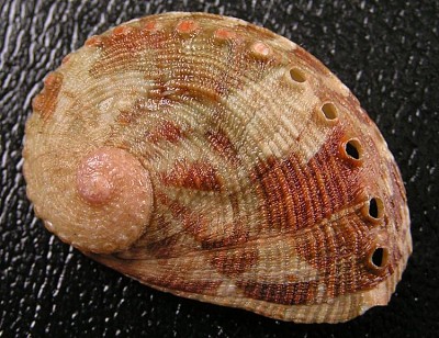 פאזל של Haliotis coccaradiata