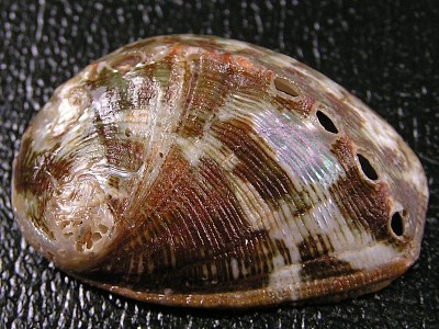 פאזל של Haliotis marmorata