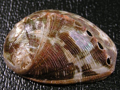 Haliotis marmorata