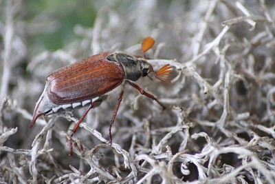 Carabus de mai