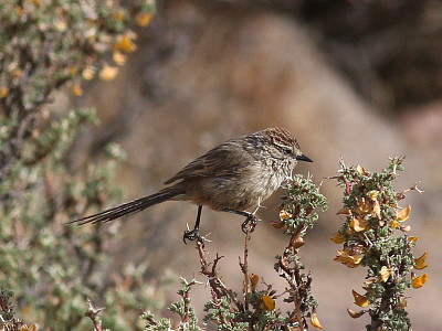 Codaspinosa codibugnolo