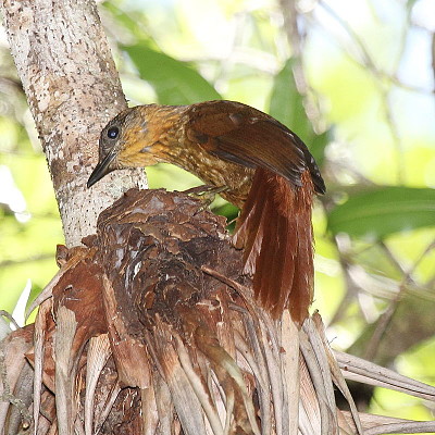 Thripadectes rufobrunneus