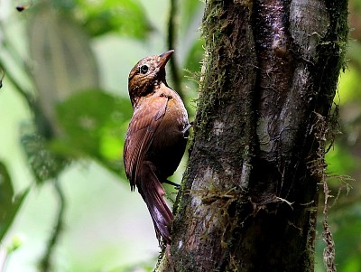 Thripadectes ignobilis jigsaw puzzle