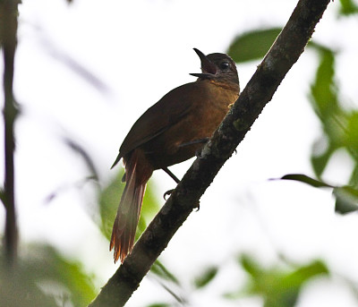 Thripadectes virgaticeps