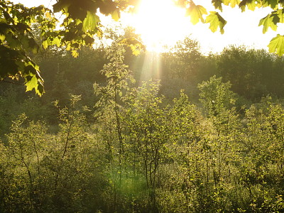 Early morning sun