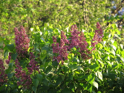 Lilacs almost out!