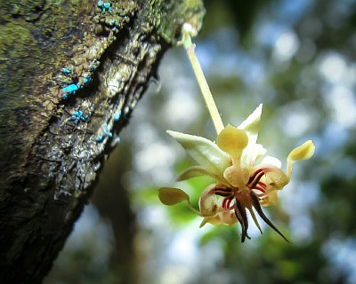 flor de cacao