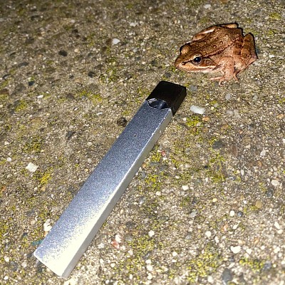 frog