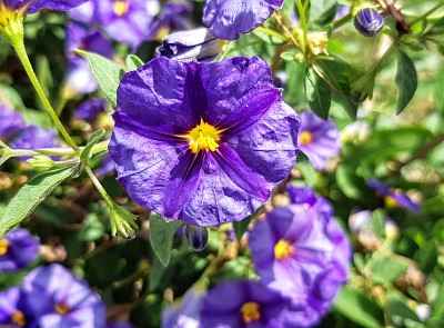 פאזל של Solanum