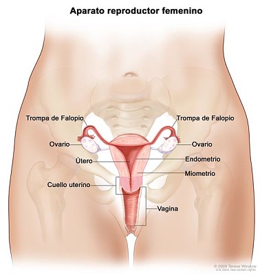 APARATO REPRODUCTOR FEMENINO