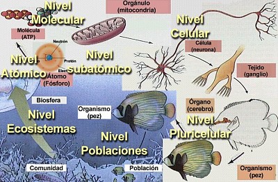 NIVELES DE ORGANIZACION